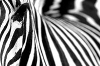 Zebra_(c) Vito_Elefante_iStock-.jpg